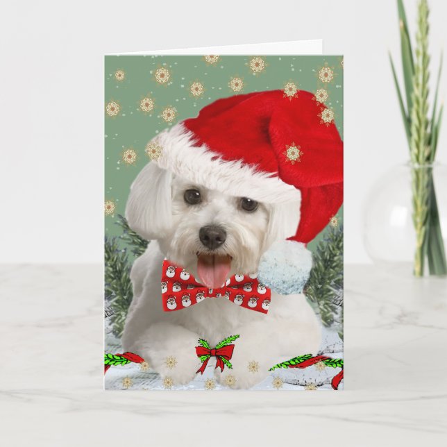 Maltese Wish You Merry Christmas Card (Front)