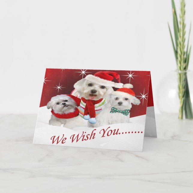 Maltese Wishes you Merry Christmas, Maltese Wis... Holiday Card (Front)
