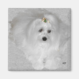 Maltese with Christmas Bow Magnet