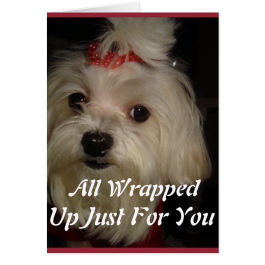 Maltese with Red Bow Cards (Front)