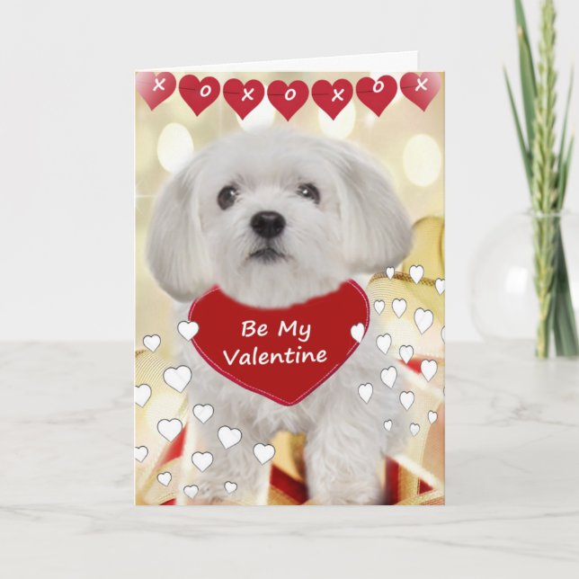 Maltese XOXO Valentine Cards (Front)