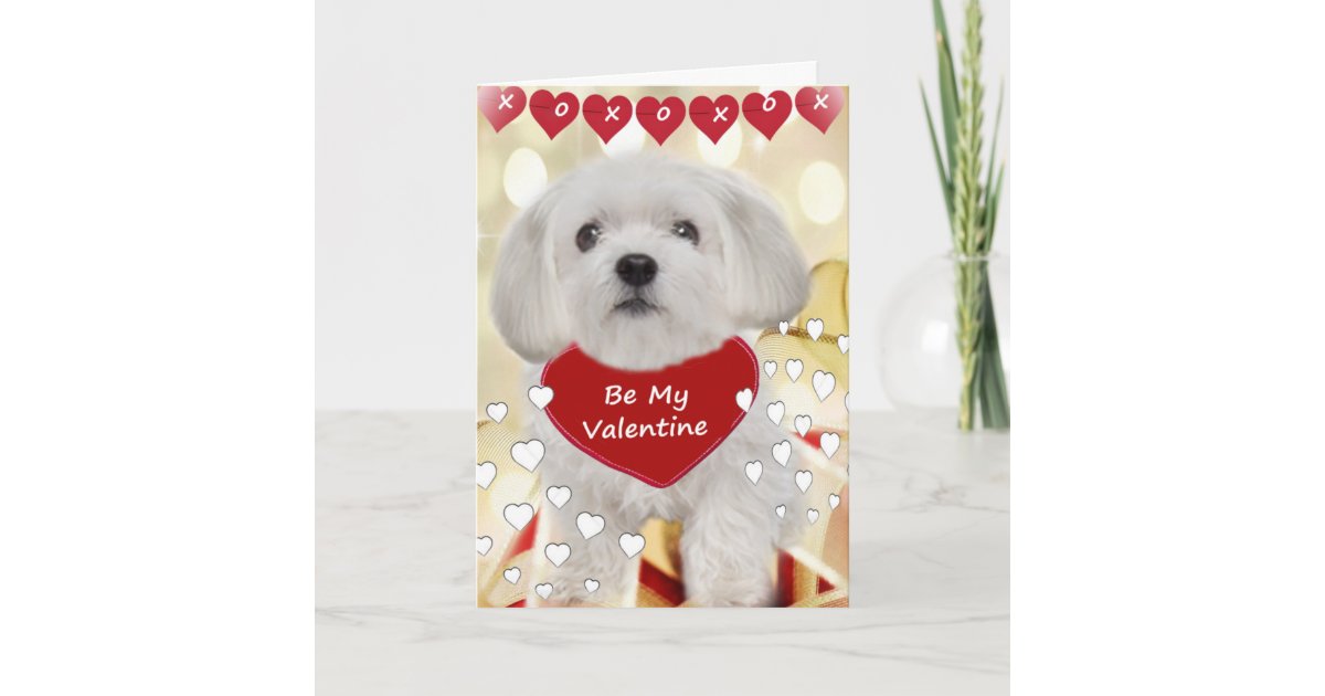 Maltese XOXO Valentine Cards Zazzle