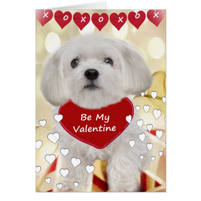 Maltese XOXO Valentine Cards