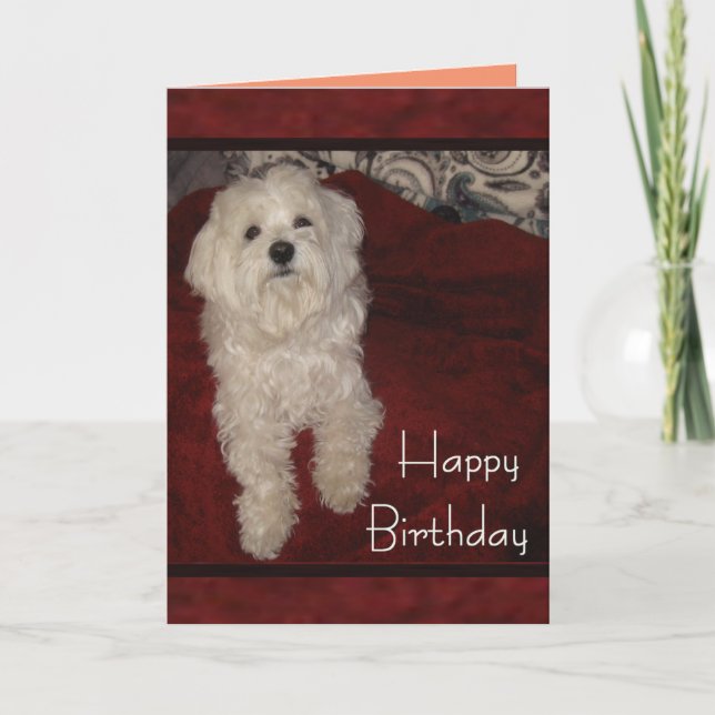 Maltese 'You're Still just a Pup' Birthday Card (Front)