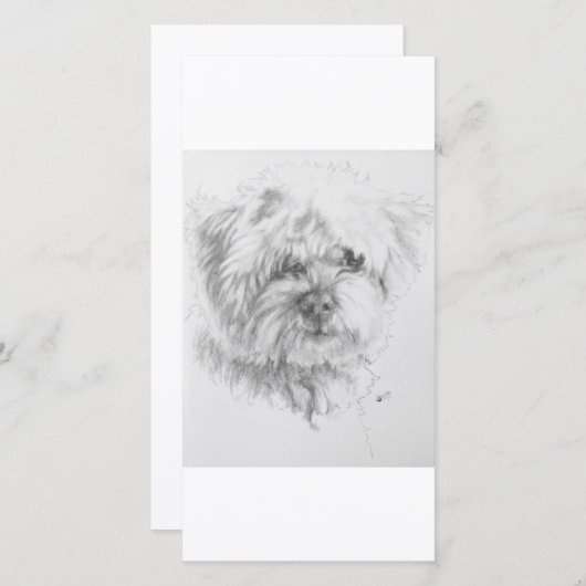 Maltipoo (Front/Back)