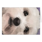 Maltipoo (Front Horizontal)