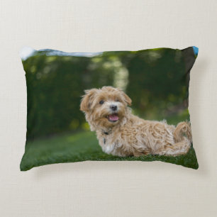 Maltipoo Accent Pillow