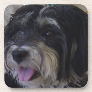 maltipoo dog cork coaster