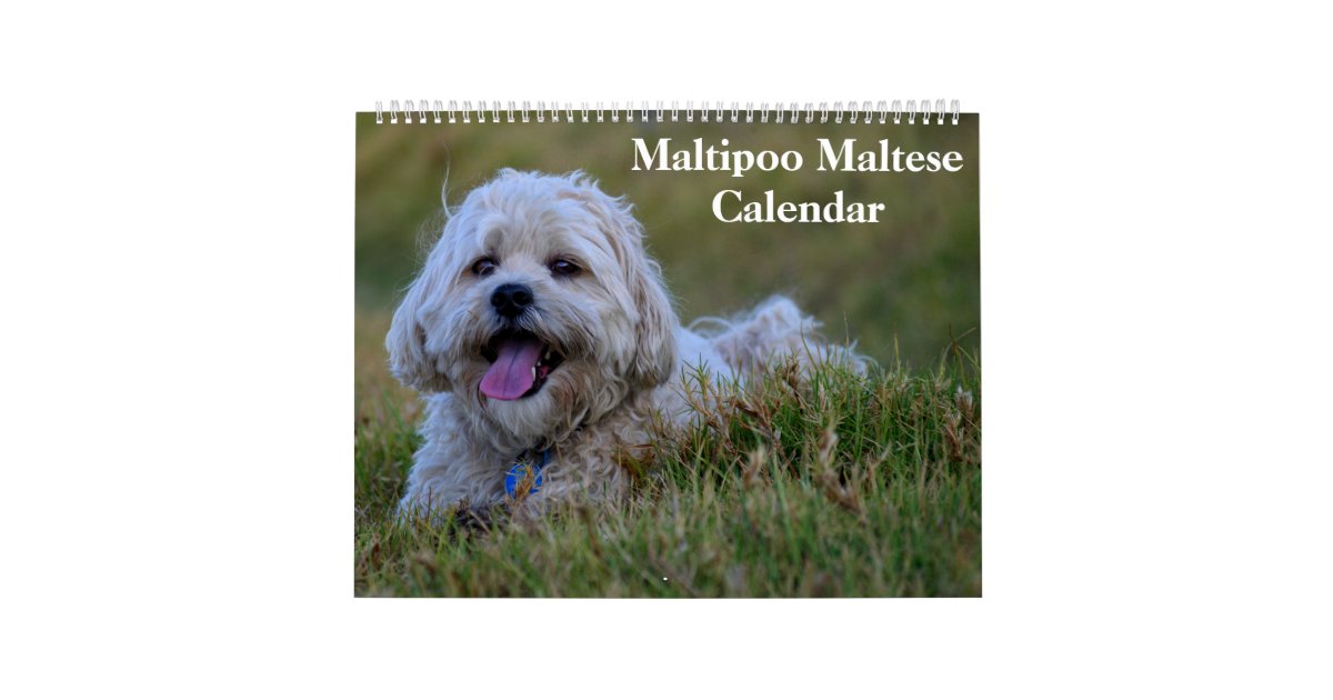 Maltipoo Maltese Puppy Calendar Zazzle