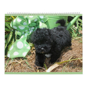 Best Maltipoo Gift Ideas Zazzle