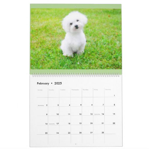Maltipoo Maltese Puppy Calendar Zazzle