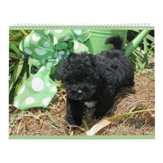 Maltipoo Maltese Puppy Calendar Zazzle