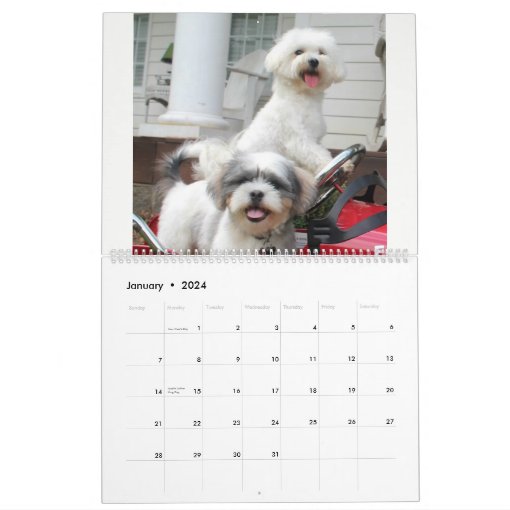 Maltipoo Maltese Puppy Calendar Zazzle