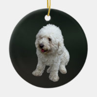 Maltipoo Puppy