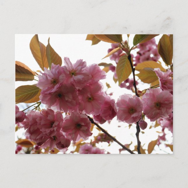 Malus Brandywine Crabapple Blossom Postcard (Front)