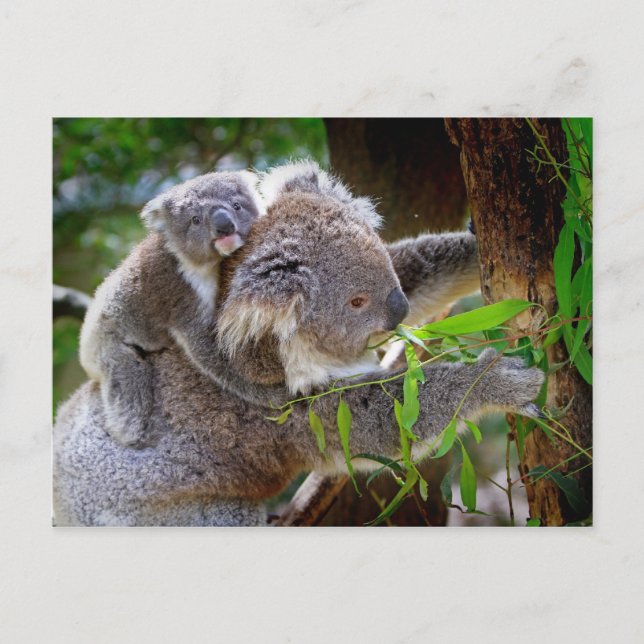 Mama and Baby Koalas Postcard (Front)