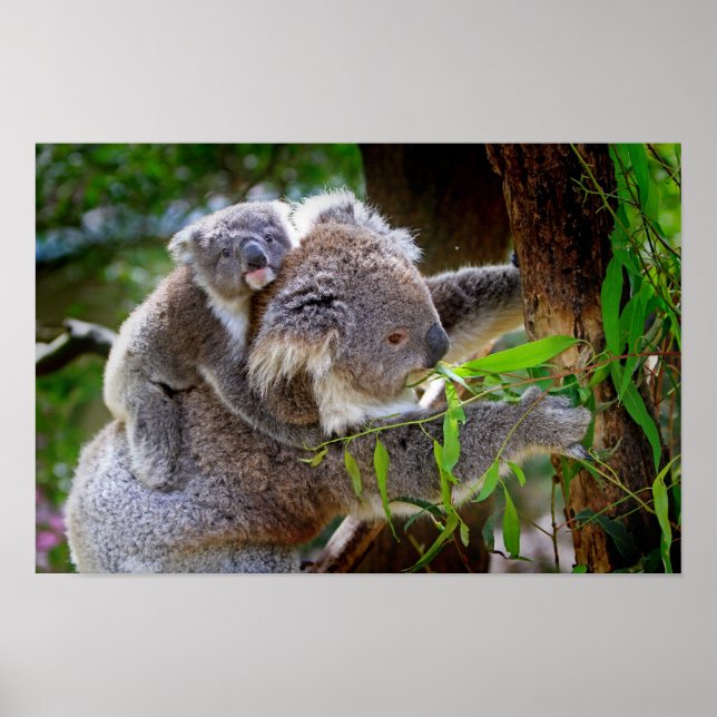 Mama and Baby Koalas Poster (Front)
