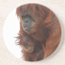 Mama and baby Orangutan