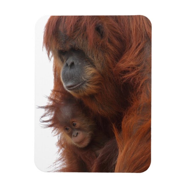 Mama and baby Orangutan Magnet (Vertical)