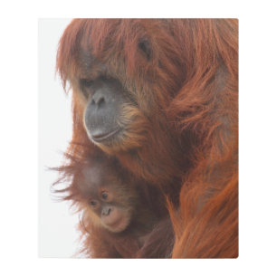 Mama and baby Orangutan Metal Print