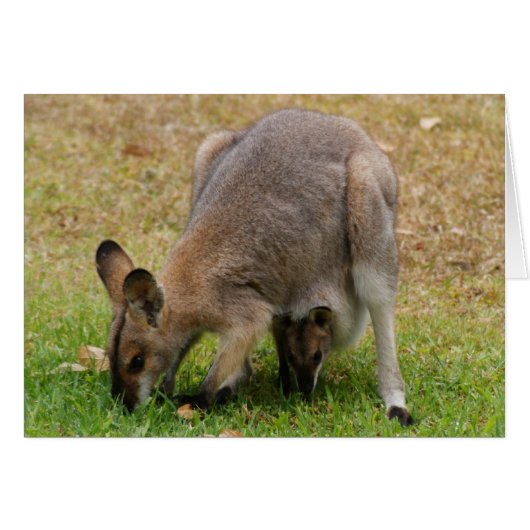 Mama and Baby Pretty Faced Wallaby (Front Horizontal)