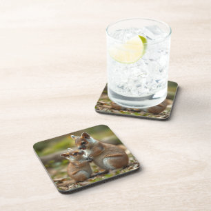 Mama And Baby Quokka Life Lessons, Beverage Coaster