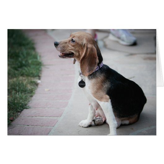 Mama Beagle Cards (Front Horizontal)