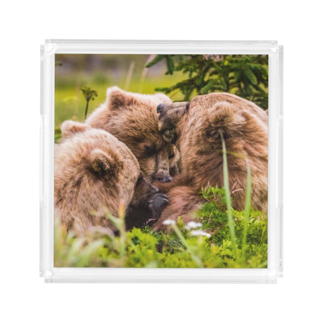 Mama bear nursing her two cubs, Lake Clark Nationa Acrylic Tray (Front)
