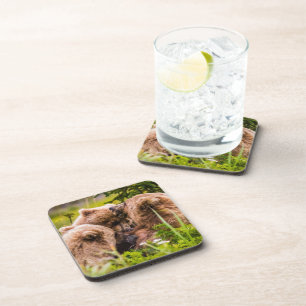 Mama bear nursing her two cubs, Lake Clark Nationa Beverage Coaster