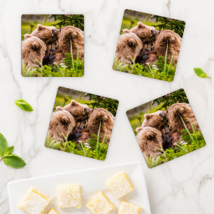 Mama bear nursing her two cubs, Lake Clark Nationa Coaster Set