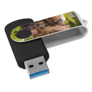 Mama bear nursing her two cubs, Lake Clark Nationa Flash Drive