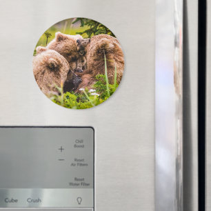 Mama bear nursing her two cubs, Lake Clark Nationa Magnet