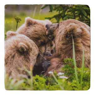 Mama bear nursing her two cubs, Lake Clark Nationa Trivet