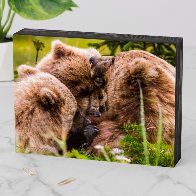Mama bear nursing her two cubs, Lake Clark Nationa Wooden Box Sign (In Situ Horizontal)