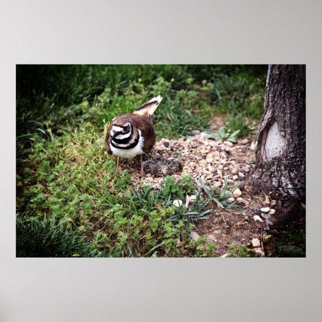 Mama Bird protecting eggs photography print (Front)