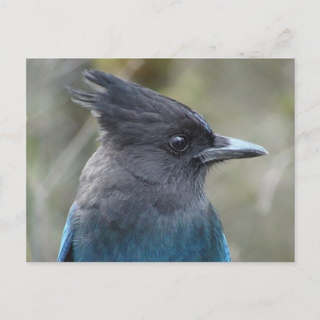 Mama Blue Postcard (Front)