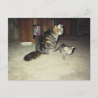 Mama cat with kitten postcard