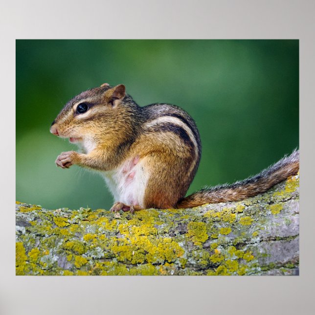 Mama Chipmunk Poster (Front)