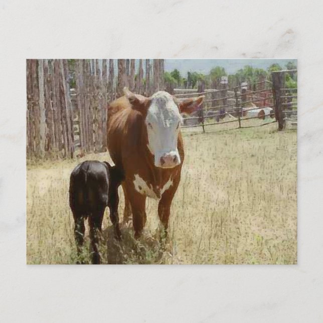Mama Cow And Calf Postcard (Front)