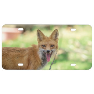 Mama Fox in the Hudson Valley License Plate