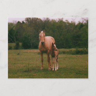 Mama horse and baby horse postcard