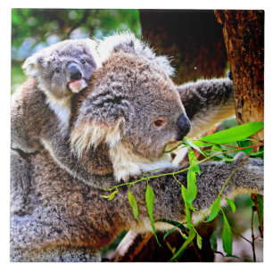 Mama Koala and Baby Joey in a Tree Ceramic Tile