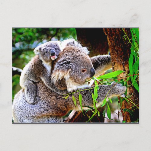 Mama Koala and Baby Joey in a Tree Postcard