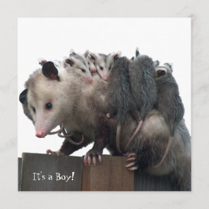 Mama Possum Humorous Birth Photo Announcement