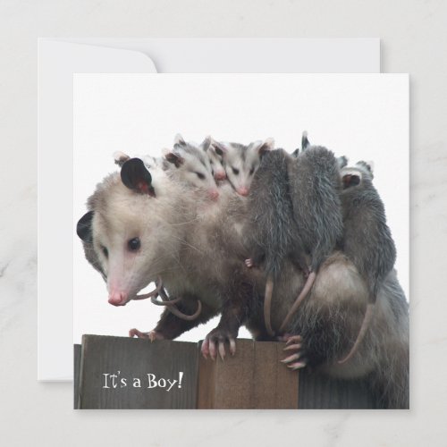 Mama Possum Humorous Birth Photo Announcement