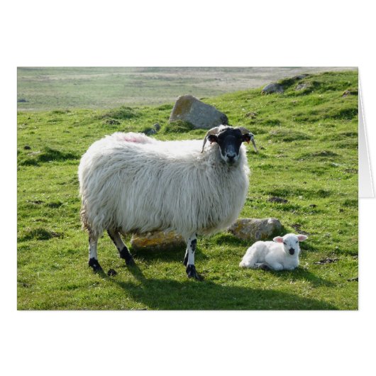 Mama Sheep and Lamb Cards (Front Horizontal)