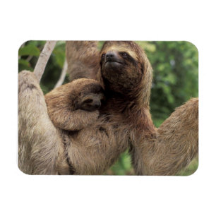 Mama Sloth And Baby Magnet