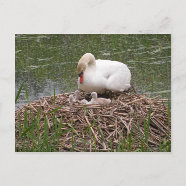 Mama Swan and Babies Postcard (Front)