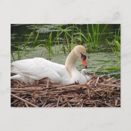 Mama Swan and Baby Postcard