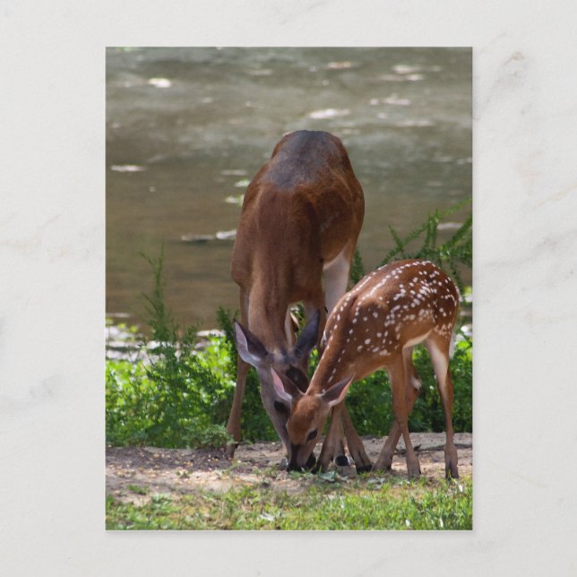 Mama Whitetail Deer and Fawn Postcard (Front)